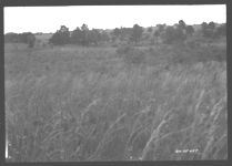 Looking northwest across field No. 4 from edge and corner of field No. 8 - kudzu land