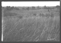 Looking north parallel to railroad across field No. 4 - kudzu land