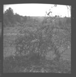 Trees and shrubs of various shapes/forms