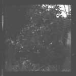 Trees and shrubs of various shapes/forms