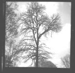 Trees and shrubs of various shapes/forms