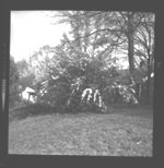 Trees and shrubs of various shapes/forms