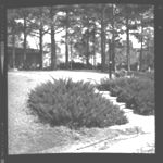 Trees and shrubs of various shapes/forms