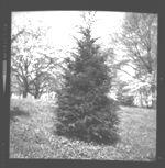 Trees and shrubs of various shapes/forms