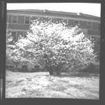 Trees and shrubs of various shapes/forms