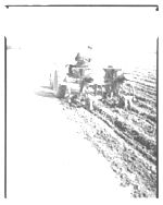 Planting peanuts with tractor