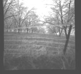 Damage to pecan trees - spreading nitrogen under pecan trees