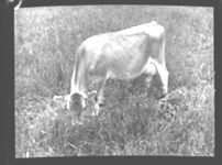 Cattle