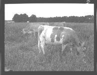 Cattle