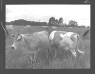 Cattle