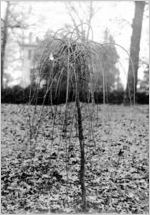 Tree with house in background