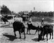 White Sulphur Springs Health Resort