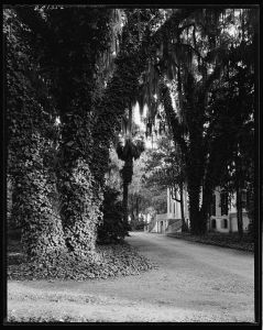 Wormsloe Plantation, Savannah vic., Chatham County, Georgia