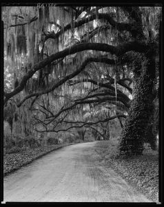 Wormsloe Plantation, Savannah vic., Chatham County, Georgia