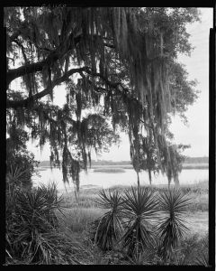 Wormsloe Plantation, Savannah vic., Chatham County, Georgia