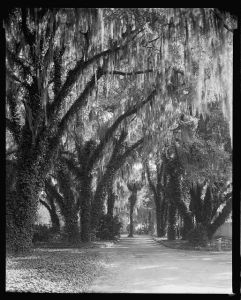 Wormsloe Plantation, Savannah vic., Chatham County, Georgia