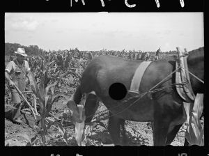 [Untitled photo, possibly related to: James MacDuffey's two-horse farm unit, Irwinville Farms, Georgia]