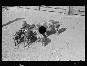 [Untitled photo, possibly related to: Feeding pigs. Irwinville Farms, Ga.]