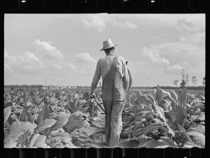 Cultivating tobacco on one of the Irwinville Farms, Georgia
