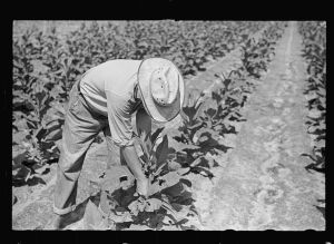Mr. Foster in his tobacco field. Irwinville Farms, Georgia