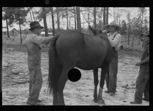 [Untitled photo, possibly related to: Resettled farmer clipping mule, Grady County, Georgia]