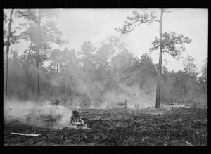 Brushfire in pine forest, southeastern Georgia