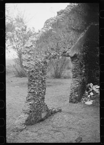 [Untitled photo, possibly related to: Tabby construction. Ruins of supposed Spanish mission, St. Marys, Georgia]