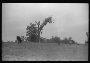 [Untitled photo, possibly related to: Cattle and hogs graze along the roadside in the lowlands near Hinesville, Georgia]