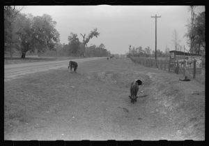 [Untitled photo, possibly related to: Cattle and hogs graze along the roadside in the lowlands, near Hinesville, Georgia]