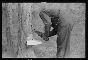 Chipping turpentine on a second-year face with a "hack." Near Pembroke, Georgia