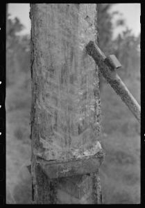 Rosin flowing on a four-year face. The tool is a "puller." Near Pembroke, Georgia
