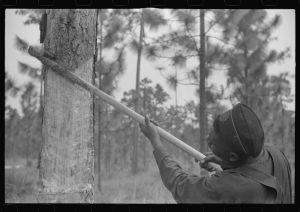 [Untitled photo, possibly related to: Pulling operation of a four-year face in a turpentine grove near Pembroke, Georgia]