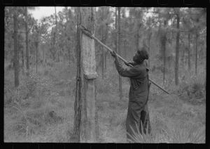 Pulling operation of a four-year face in a turpentine grove near Pembroke, Georgia