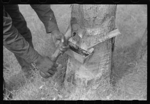 A "hack" used in chipping turpentine in a turpentine grove near Pembroke, Georgia