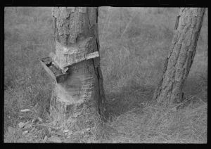 [Untitled photo, possibly related to: A "hack" used in chipping turpentine in a turpentine grove near Pembroke, Georgia]