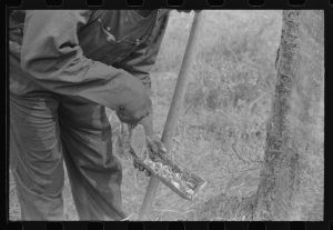 [Untitled photo, possibly related to: A "hack" used in chipping turpentine in a turpentine grove near Pembroke, Georgia]