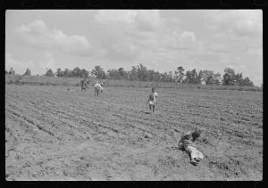 [Untitled photo, possibly related to: Fanny Lowe's family chopping cotton on Flint River Farms, Georgia]