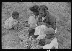 Project family picking peas in their garden, Flint River Farms, Georgia