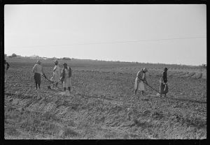 [Untitled photo, possibly related to: Chopping cotton, near Montezuma, Georgia]