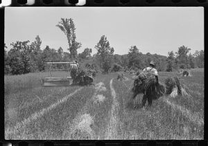 [Untitled photo, possibly related to: Eroded land, south Georgia, near Atlanta]