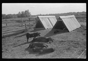 [Untitled photo, possibly related to: Manuel McLandon with some of his livestock, Flint River Farms, Georgia]