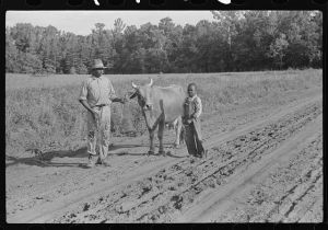 [Untitled photo, possibly related to: Manuel McLandon and his son bring his milk cow home from the pasture. Every family in Flint River has one or more. Flint River Farms, Georgia]