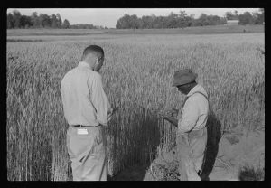 Project manager, Amos Ward, with one of FSA (Farm Security Administration) borrowers, Simon Joiner, examining wheat which is grown on every farm for subsistence purposes to see when it will be ripe enough to harvest. Flint River Farms, Georgia