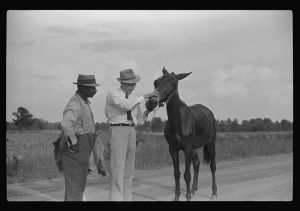 FSA (Farm Security Administration) supervisor inspecting rehabilitation borrower's mule, Greene County, Georgia