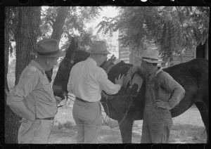 FSA (Farm Security Administration) supervisors examining rehabilitation borrower's mule, Greene County, Georgia