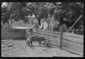 [Untitled photo, possibly related to: FSA (Farm Security Administration) supervisors inspecting rehabilitation borrower's livestock, Greene County, Georgia]