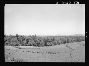 Terracing and cotton patch with Appalachian Mountains in the distance. Near Cornelia, Georgia