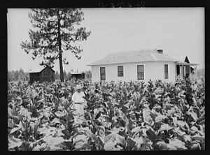 Tobacco on rural resettlement farm in Irwinville Farms. George Burns, tobacco specialist of project staff, in field. Georgia