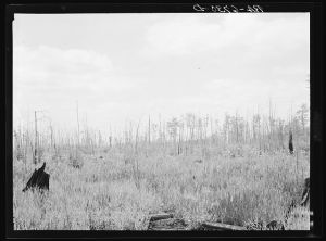 Marsh area on edge of Okefenokee Swamp, part of purchase area of Coastal Flatwoods upland game conservation project. Near Waycross, Georgia