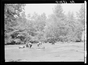 Negroes catching small catfish with their hands. Bait to be used in shoals of Little River near Eatonton, Georgia